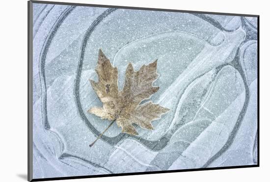 USA, Washington State, Seabeck. Frosty maple leaf on ice.-Jaynes Gallery-Mounted Photographic Print