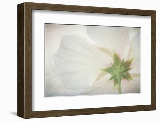 USA, Washington State, Seabeck. Hibiscus blossom close-up.-Jaynes Gallery-Framed Photographic Print