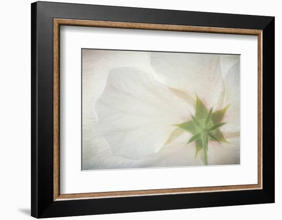 USA, Washington State, Seabeck. Hibiscus blossom close-up.-Jaynes Gallery-Framed Photographic Print