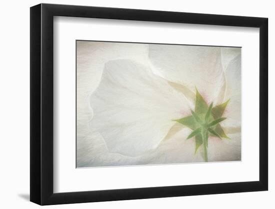 USA, Washington State, Seabeck. Hibiscus blossom close-up.-Jaynes Gallery-Framed Photographic Print