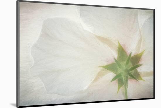 USA, Washington State, Seabeck. Hibiscus blossom close-up.-Jaynes Gallery-Mounted Photographic Print