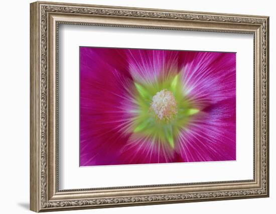 USA, Washington State, Seabeck. Hollyhock Blossom Close-up-Don Paulson-Framed Photographic Print