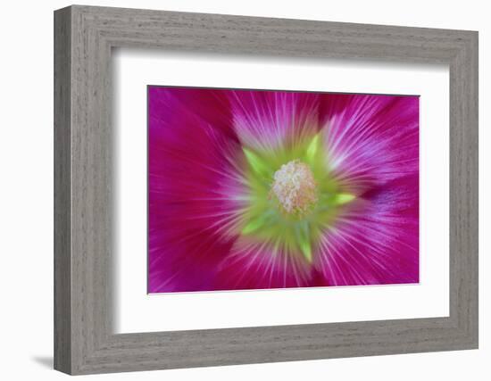 USA, Washington State, Seabeck. Hollyhock Blossom Close-up-Don Paulson-Framed Photographic Print