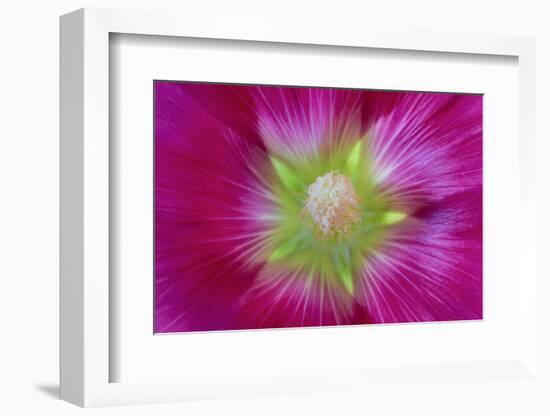 USA, Washington State, Seabeck. Hollyhock Blossom Close-up-Don Paulson-Framed Photographic Print