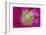 USA, Washington State, Seabeck. Hollyhock Blossom Close-up-Don Paulson-Framed Photographic Print