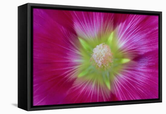 USA, Washington State, Seabeck. Hollyhock Blossom Close-up-Don Paulson-Framed Premier Image Canvas