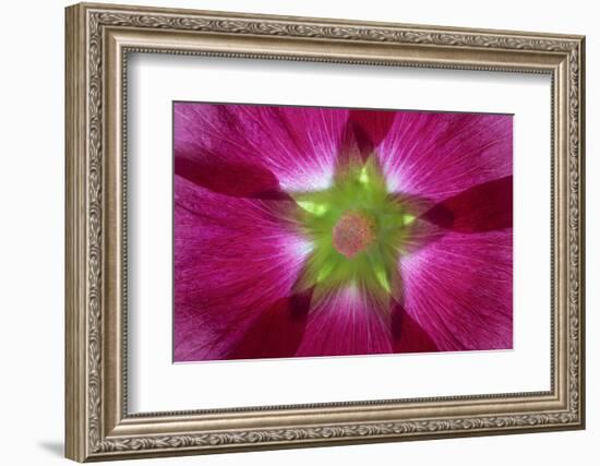 USA, Washington State, Seabeck. Hollyhock Blossom Composite-Don Paulson-Framed Photographic Print