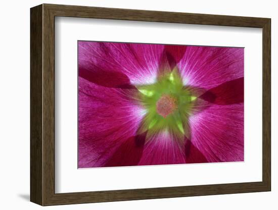 USA, Washington State, Seabeck. Hollyhock Blossom Composite-Don Paulson-Framed Photographic Print