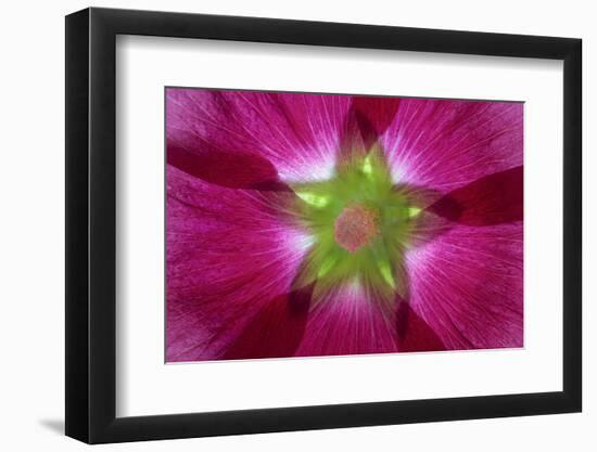 USA, Washington State, Seabeck. Hollyhock Blossom Composite-Don Paulson-Framed Photographic Print