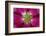 USA, Washington State, Seabeck. Hollyhock Blossom Composite-Don Paulson-Framed Photographic Print