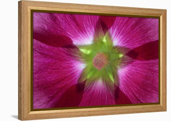 USA, Washington State, Seabeck. Hollyhock Blossom Composite-Don Paulson-Framed Premier Image Canvas