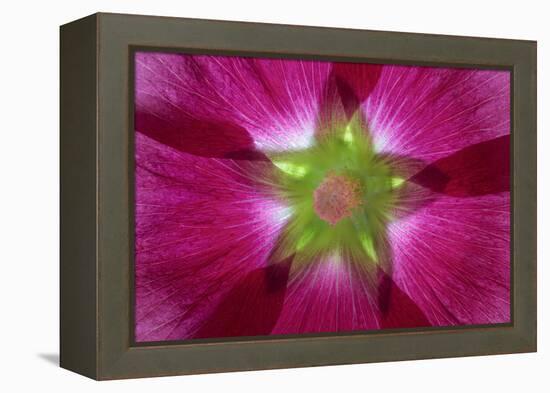 USA, Washington State, Seabeck. Hollyhock Blossom Composite-Don Paulson-Framed Premier Image Canvas