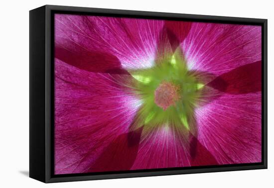 USA, Washington State, Seabeck. Hollyhock Blossom Composite-Don Paulson-Framed Premier Image Canvas