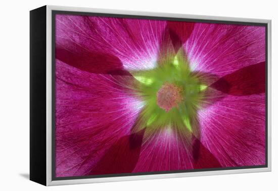 USA, Washington State, Seabeck. Hollyhock Blossom Composite-Don Paulson-Framed Premier Image Canvas