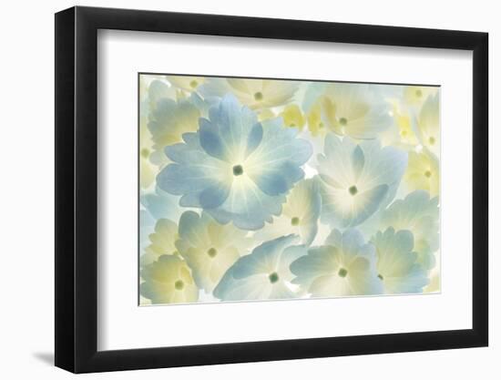 USA, Washington State, Seabeck. Hydrangea blossoms abstract.-Jaynes Gallery-Framed Photographic Print