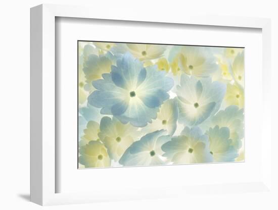 USA, Washington State, Seabeck. Hydrangea blossoms abstract.-Jaynes Gallery-Framed Photographic Print