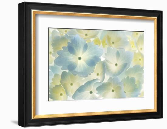 USA, Washington State, Seabeck. Hydrangea blossoms abstract.-Jaynes Gallery-Framed Photographic Print