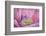 USA, Washington State, Seabeck. Inside of Poppy Flower-Don Paulson-Framed Photographic Print