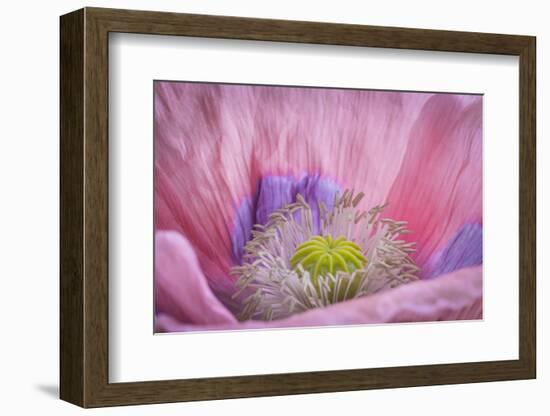 USA, Washington State, Seabeck. Inside of Poppy Flower-Don Paulson-Framed Photographic Print