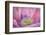 USA, Washington State, Seabeck. Inside of Poppy Flower-Don Paulson-Framed Photographic Print