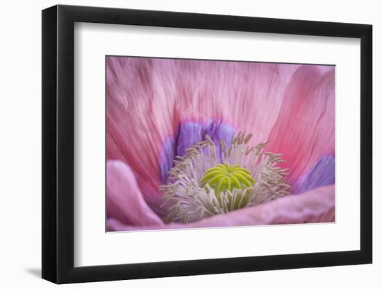 USA, Washington State, Seabeck. Inside of Poppy Flower-Don Paulson-Framed Photographic Print