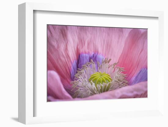 USA, Washington State, Seabeck. Inside of Poppy Flower-Don Paulson-Framed Photographic Print