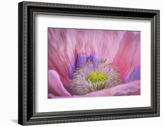 USA, Washington State, Seabeck. Inside of Poppy Flower-Don Paulson-Framed Photographic Print