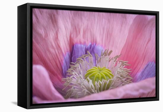 USA, Washington State, Seabeck. Inside of Poppy Flower-Don Paulson-Framed Premier Image Canvas