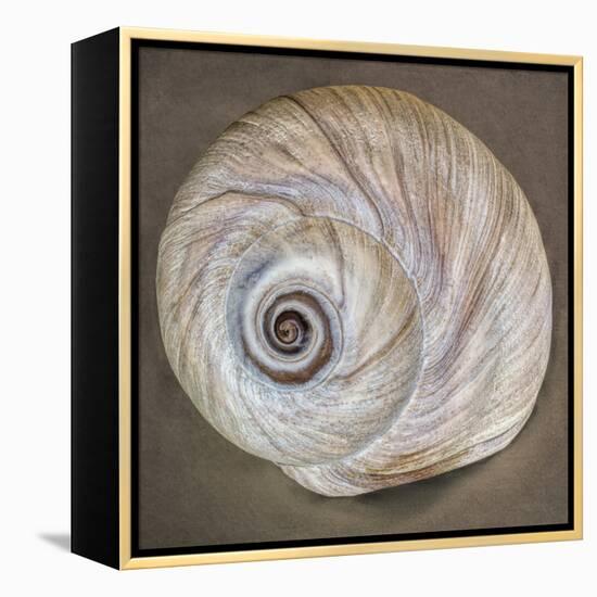 USA, Washington State, Seabeck. Moon snail shell close-up.-Jaynes Gallery-Framed Premier Image Canvas