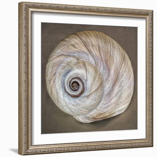 USA, Washington State, Seabeck. Moon snail shell close-up.-Jaynes Gallery-Framed Photographic Print