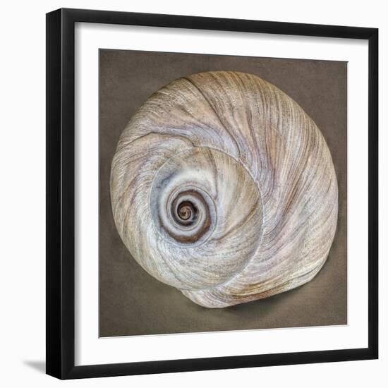 USA, Washington State, Seabeck. Moon snail shell close-up.-Jaynes Gallery-Framed Photographic Print