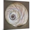 USA, Washington State, Seabeck. Moon snail shell close-up.-Jaynes Gallery-Mounted Photographic Print