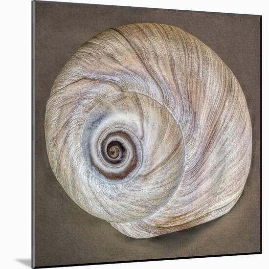 USA, Washington State, Seabeck. Moon snail shell close-up.-Jaynes Gallery-Mounted Photographic Print