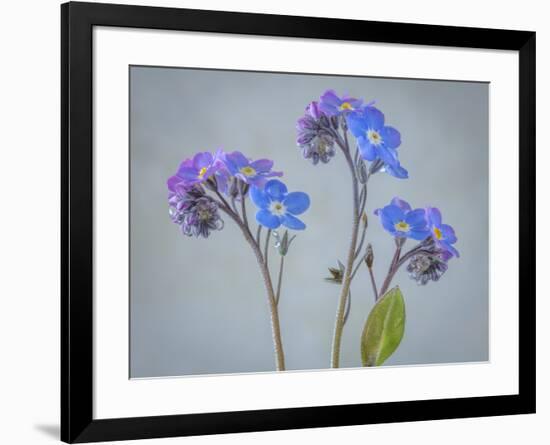 USA, Washington State, Seabeck of forget-me-not flowers.-Jaynes Gallery-Framed Photographic Print