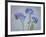 USA, Washington State, Seabeck of forget-me-not flowers.-Jaynes Gallery-Framed Photographic Print