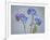 USA, Washington State, Seabeck of forget-me-not flowers.-Jaynes Gallery-Framed Photographic Print