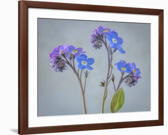 USA, Washington State, Seabeck of forget-me-not flowers.-Jaynes Gallery-Framed Photographic Print