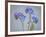 USA, Washington State, Seabeck of forget-me-not flowers.-Jaynes Gallery-Framed Photographic Print