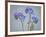 USA, Washington State, Seabeck of forget-me-not flowers.-Jaynes Gallery-Framed Photographic Print