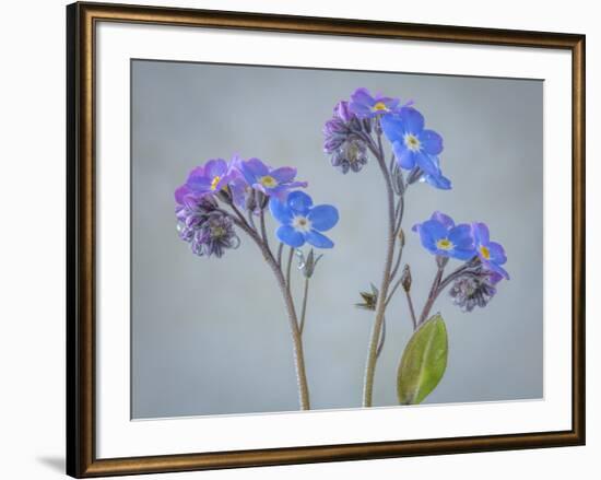 USA, Washington State, Seabeck of forget-me-not flowers.-Jaynes Gallery-Framed Photographic Print