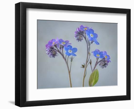 USA, Washington State, Seabeck of forget-me-not flowers.-Jaynes Gallery-Framed Photographic Print