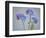 USA, Washington State, Seabeck of forget-me-not flowers.-Jaynes Gallery-Framed Photographic Print