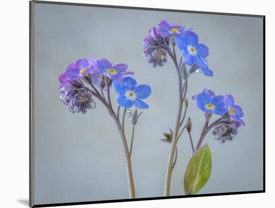 USA, Washington State, Seabeck of forget-me-not flowers.-Jaynes Gallery-Mounted Photographic Print