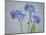 USA, Washington State, Seabeck of forget-me-not flowers.-Jaynes Gallery-Mounted Photographic Print