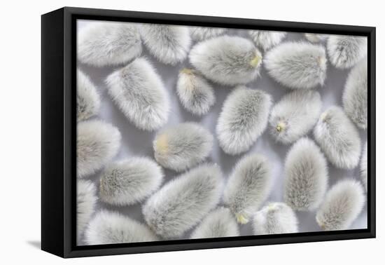 USA, Washington State, Seabeck of picked pussy willows.-Jaynes Gallery-Framed Premier Image Canvas