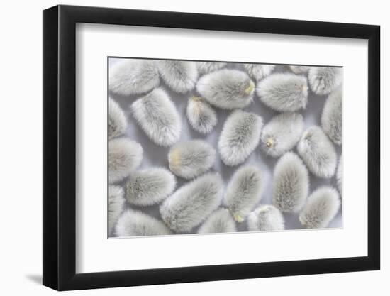 USA, Washington State, Seabeck of picked pussy willows.-Jaynes Gallery-Framed Photographic Print