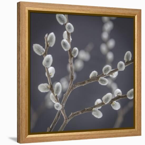 USA, Washington State, Seabeck of pussy willows.-Jaynes Gallery-Framed Premier Image Canvas