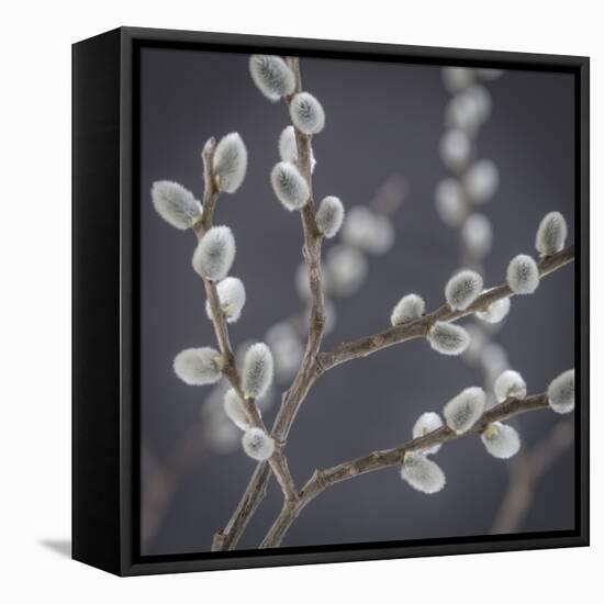 USA, Washington State, Seabeck of pussy willows.-Jaynes Gallery-Framed Premier Image Canvas