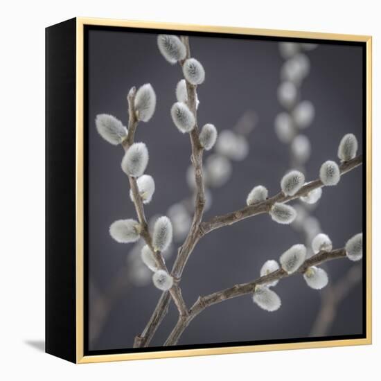 USA, Washington State, Seabeck of pussy willows.-Jaynes Gallery-Framed Premier Image Canvas