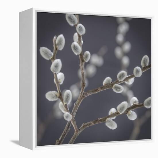 USA, Washington State, Seabeck of pussy willows.-Jaynes Gallery-Framed Premier Image Canvas